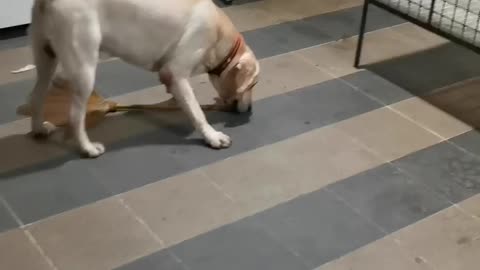 Funny Labrador dog "Bane"