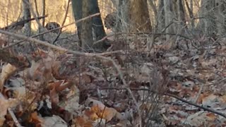 Long Beards Strutting Two Weeks Before Season