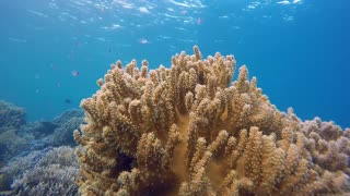 Coral Reefs - 4K Video - Part 1