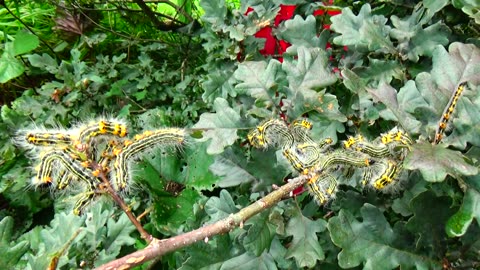 Yellow Necked Caterpillars