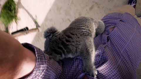 The moment this baby koala climbs up and cuddles cameraman