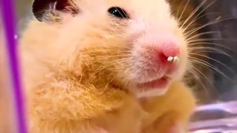 Funny hamster