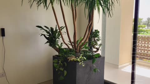 Indoor plants arrangements