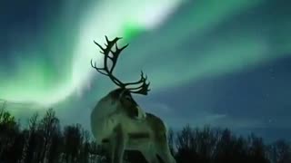 reindeer -JESUS -posing under an aurora