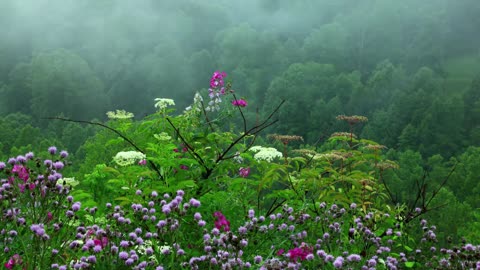 Rain Sounds with Birds chirping