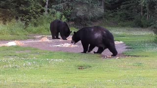 Bears at Konteka