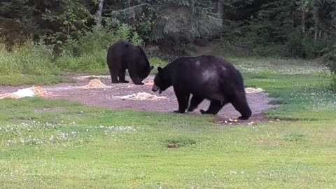 Bears at Konteka