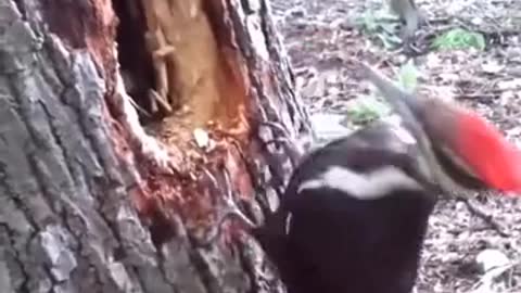 Hilarious woodpecker pecking the wood