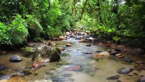 The World’s Largest Tropical Rainforest Part 2 Jungle Sounds Scenic Relaxation Film