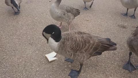 Feeding Canada geese