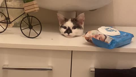 Cat Pokes Head Out of Hole Between Sink and Furniture