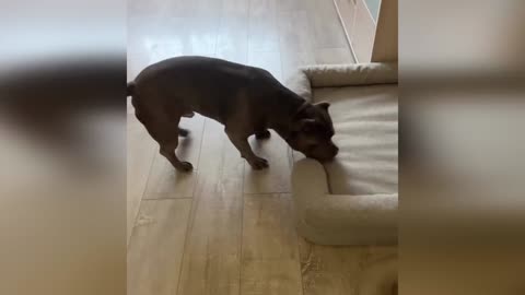 Funnt Animal / FUnny Moment Cat/ DOg