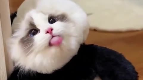 Top Funny Cute Cats Fail Clips🫠😍