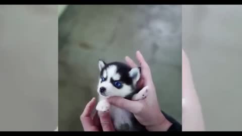 The cutest Rusky puppy I've ever seen