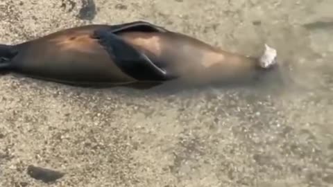 Seal Blowing Bubbles