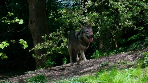 The Fearsome Wolf Predator: Nature's Ultimate Hunter