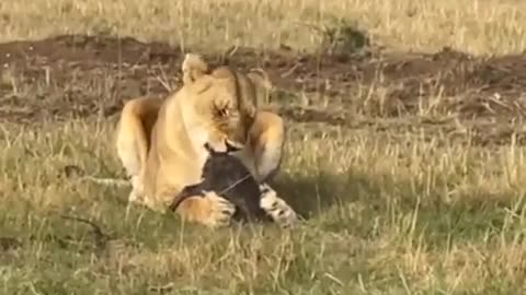 Lioness Devours Baby Warthog 🦁🐗👀😮