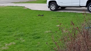 Random squirrel in the neighbor's yard.