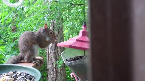 Ever wonder why your bird feeder is empty?