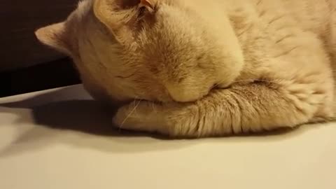 Extraño gato duerme en una posición adorablemente graciosa