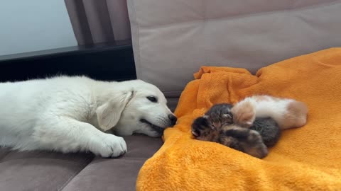 Golden Retriever Puppy Confused by Baby Kittens