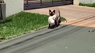 Cat Moves Kittens After Giving Birth at Neighbor's House