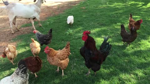 Rooster Crows with Other Animals