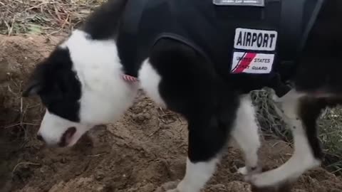 Airport Dog Works With Dad Every Day | The Dodo