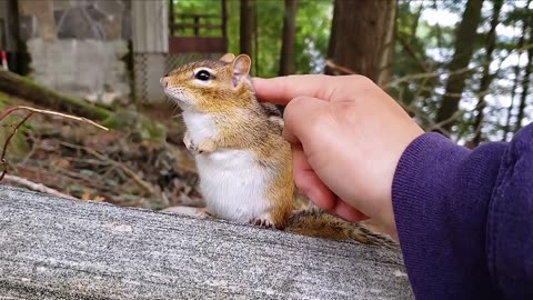 little squirrel and little sister are playing