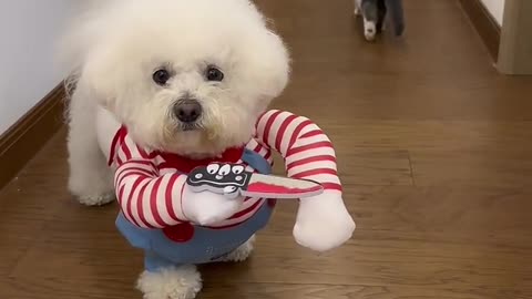 Cute sweet dog baby #viral #shorts