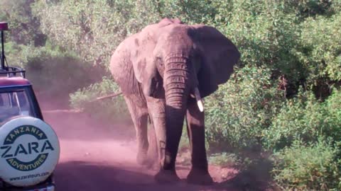 Close encounter with a tame elephant