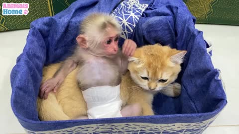 BiBi monkey teach Ody cat to play with toys