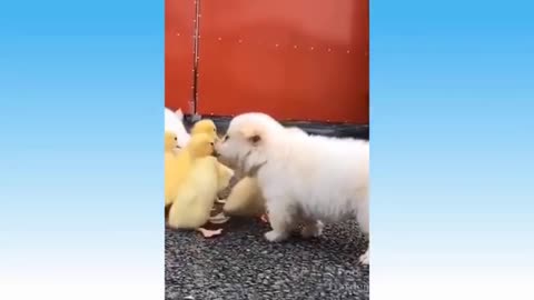Two puppies protect the ducks