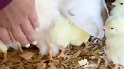 Lavender the Chicken Keeping Chicks Warm