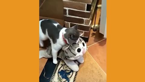 Cute Pets Doing Funny Things (Funny Animal Videos) | Pet Videos That Make You Laugh in 2024