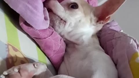 Rideky, The Panicked Chihuahua