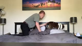 Testarudo Bulldog Inglés se niega a bajarse de la cama