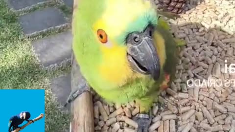 LOURO ENGRAÇADO quem gosta de papagaio deixa no comentário