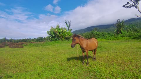 Mountain Pony