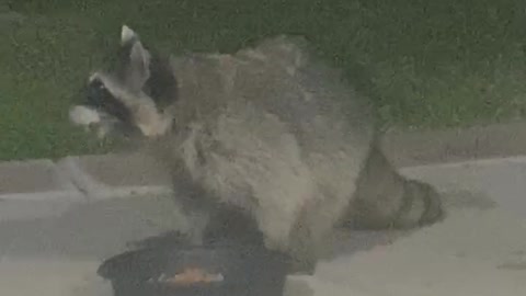 Racoon Feeding