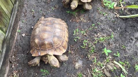 Tortoise eating poo, is it okay?-15