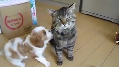 Cat and dog funny video