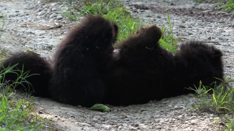 🐻🌿 Adorable Moment: Mother Sloth Bear Nursing Her Cubs in Chitwan National Park