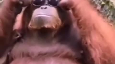 Dog vs monkey fight 🐶/🐒🤣funny animal video @animals2268#animals#dogvsmonkey#funnyanimals