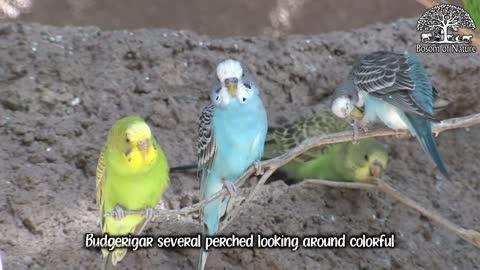 Budgerigar several perched looking around colorful