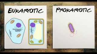 Eukaryote and Prokaryote Cells GCSE Biology Revision