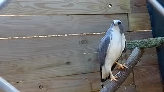 White-Tailed Hawk