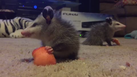 Baby Opossum