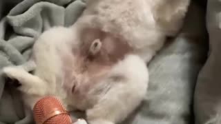 Funniest Videos 2022 😂 Funny Cats 🐱 and Dogs 🐶 Part 19