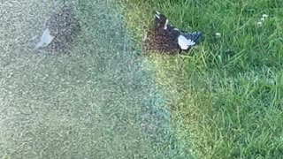 Magpies Escape Summer Under Garden Hose Spray